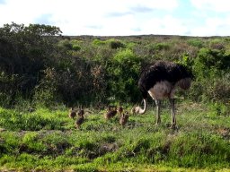 Ostrich chicks 