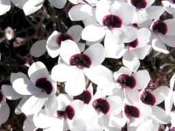 Pelargonium tricolor floral fest