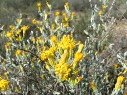 Pteronia incana or asbos