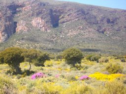 Spring splendour