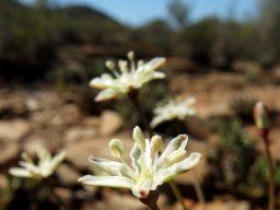Strumaria gemmata autumn flowers