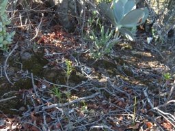 Succulents cohabiting in shade