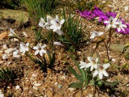 Tritonia gladiolaris in stony Barrydale veld
