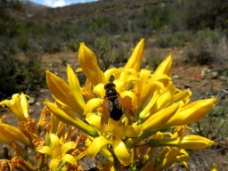Tylecodon cacalioides and its favourite fly