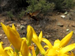 Tylecodon cacalioides pollinator approaching
