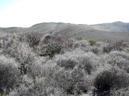 Tylecodon paniculatus scattered in renosterbos
