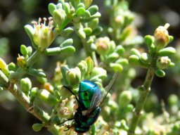 Zygophyllum retrofractum