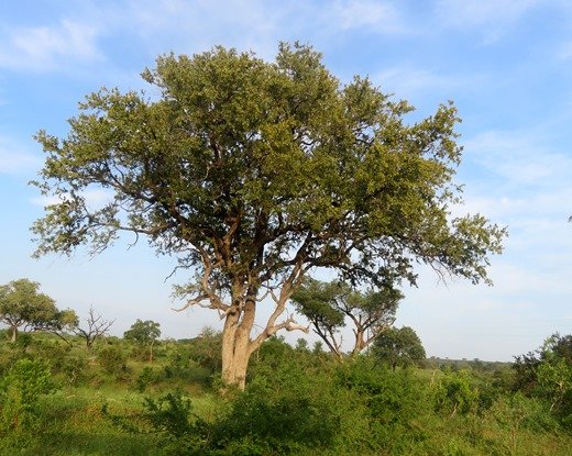 Combretum imberbe