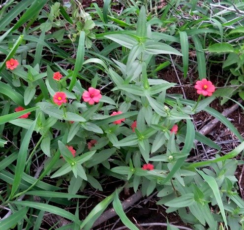 Zinnia peruviana