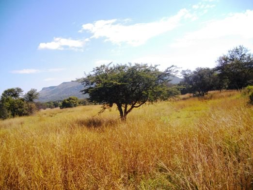 Vachellia sieberiana in Smuts finger grass