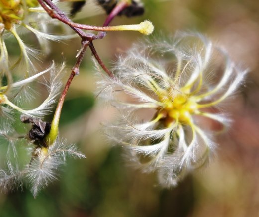 Clematis brachiata