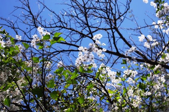 Clematis brachiata 