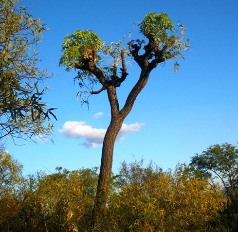 Cussonia paniculata