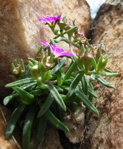 Delosperma on the rock