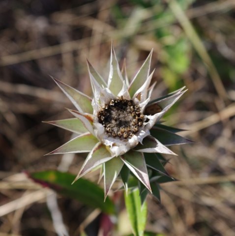 Macledium zeyheri flowering