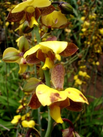 Eulophia streptopetala