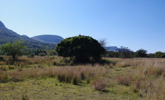 Ficus ingens