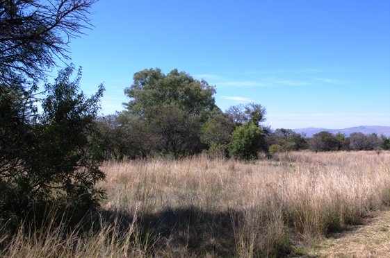 Clumps of grassland trees