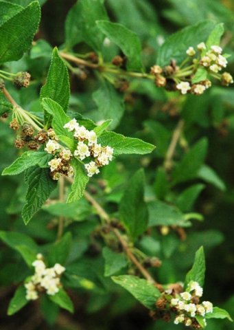 Lippia javanica branch