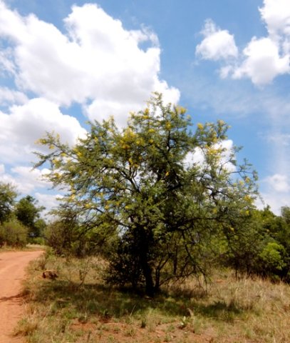 Vachellia karroo, the sweet thorn