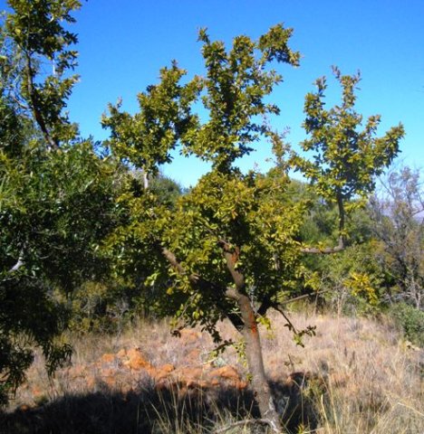 Ximenia caffra var. caffra