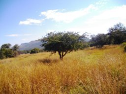 Vachellia sieberiana in Smuts finger grass