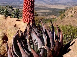 Aloe peglerae rocky seat