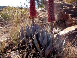Aloe peglerae
