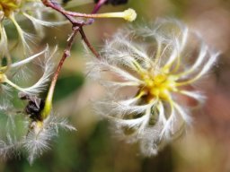Clematis brachiata