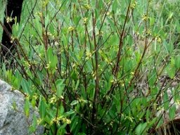 Cryptolepis oblongifolia, better known as bokhorings