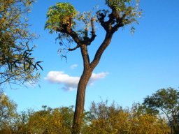 Cussonia paniculata