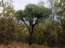 Cussonia paniculata among diverse neighbours