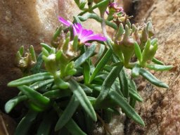 Delosperma on the rock