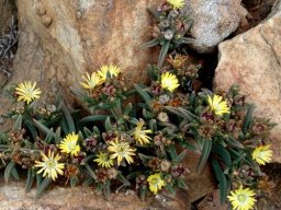 Delosperma leendertziae