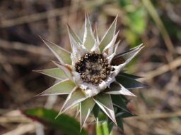 Macledium zeyheri flowering