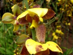 Eulophia streptopetala