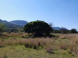 Ficus ingens