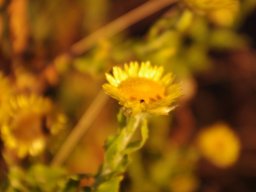 Helichrysum setosum
