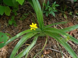 Hypoxis hemerocallidea