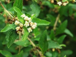 Lippia javanica branch
