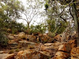 Magaliesberg rock
