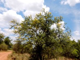 Vachellia karroo, the sweet thorn