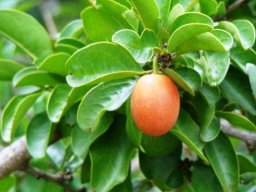 Ximenia caffra var. caffra fruit
