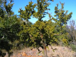 Ximenia caffra var. caffra