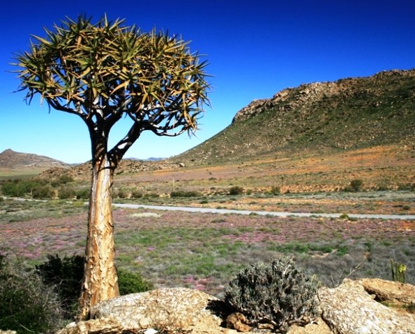 Aloidendron dichotomum