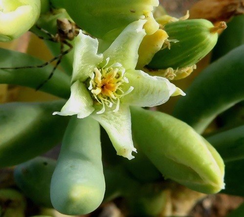 Augea capensis and spider