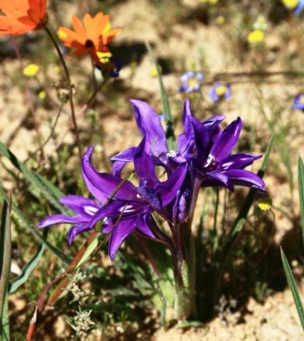 Babiana dregei
