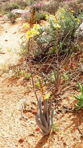 Bulbine praemorsa