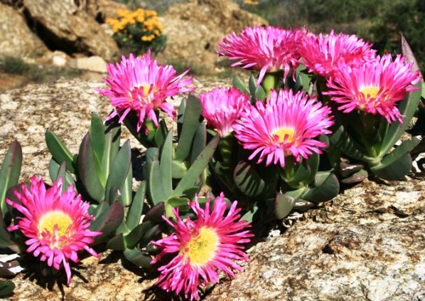 Carpobrotus quadrifidus