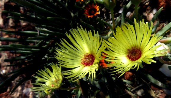 Cephalophyllum pillansii